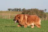 DOGUE DU TIBET 630